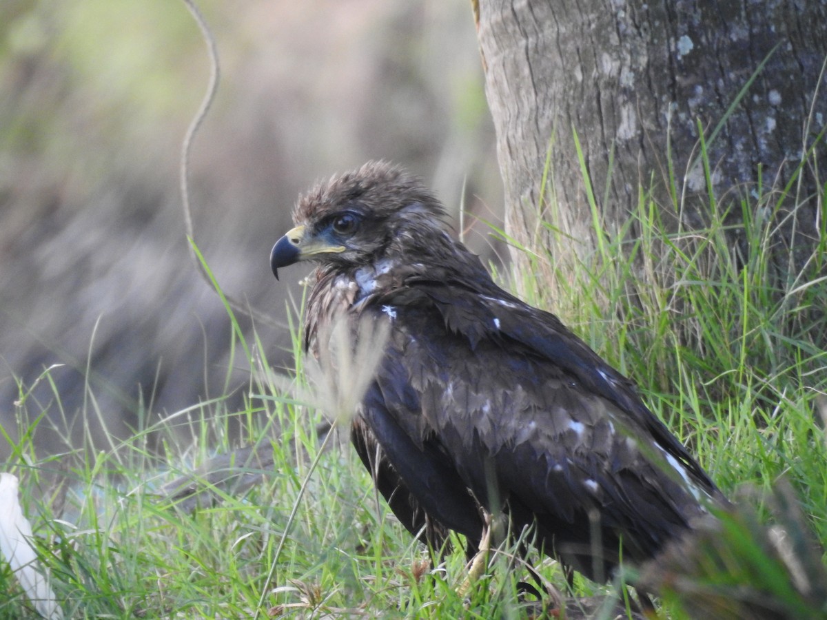 Black Kite - ML611351241