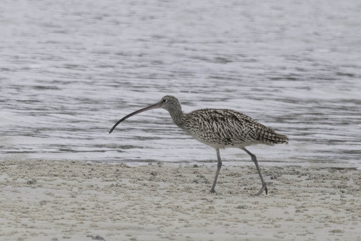 Far Eastern Curlew - ML611351251