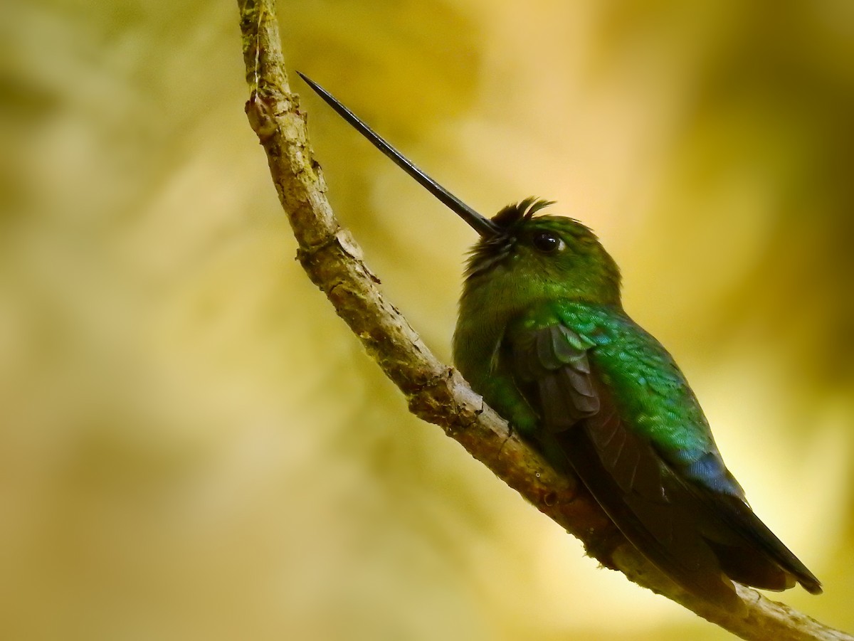 Colibrí Picolanza Mayor - ML611351253