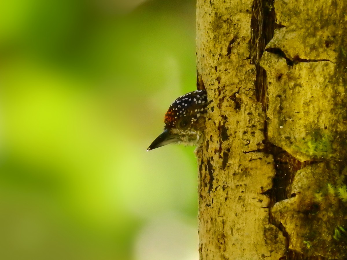 Lafresnaye's Piculet - ML611351287