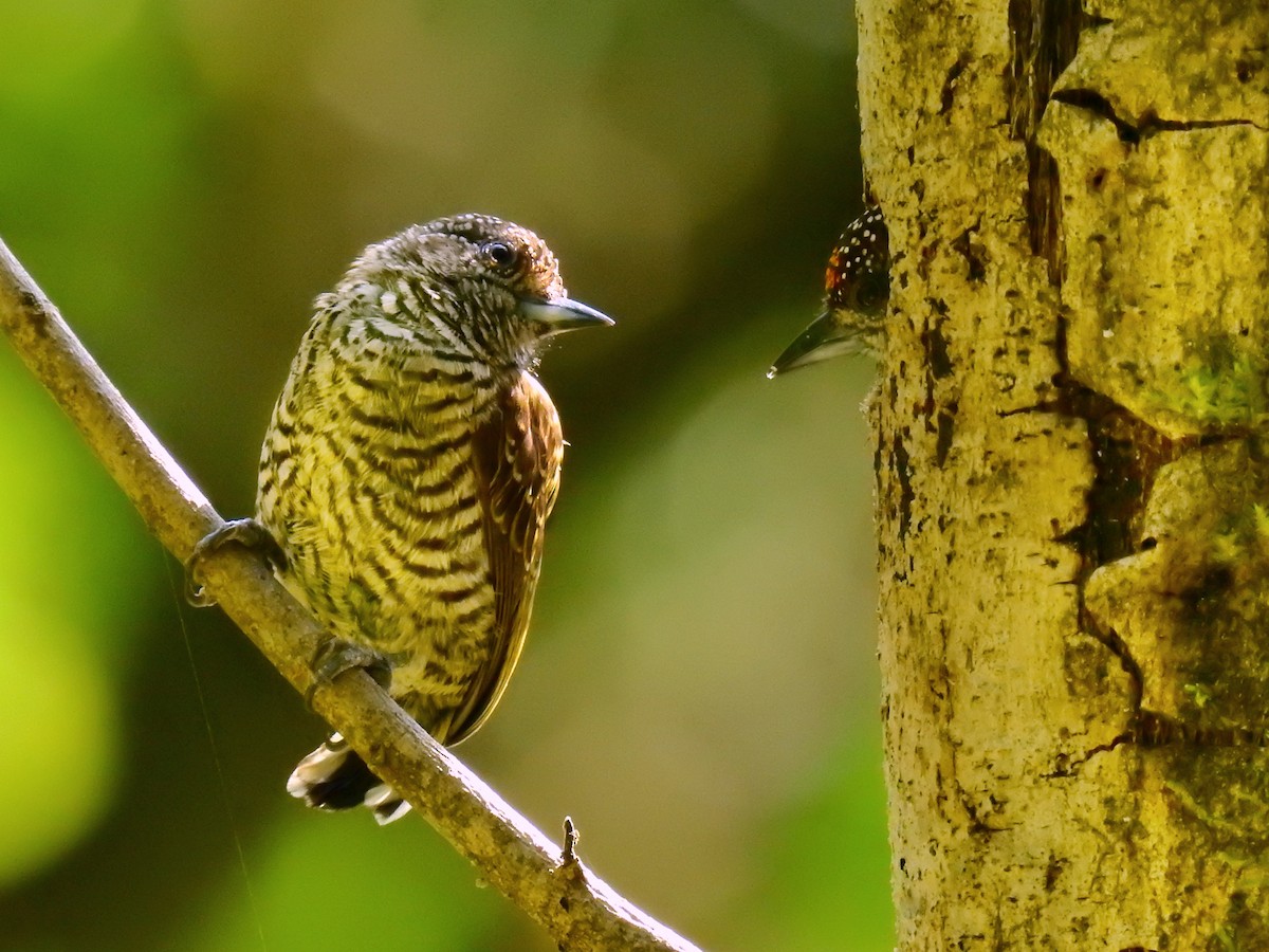 Lafresnaye's Piculet - ML611351289