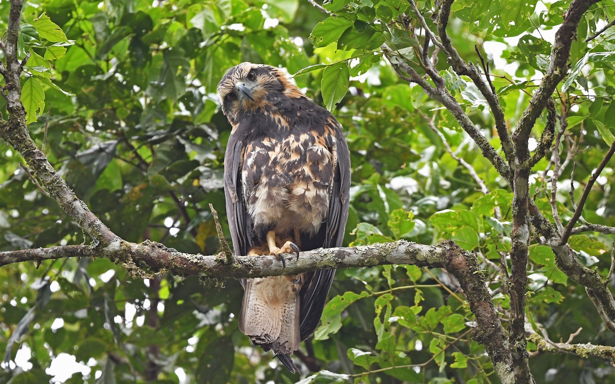 Solitary Eagle - ML611351314