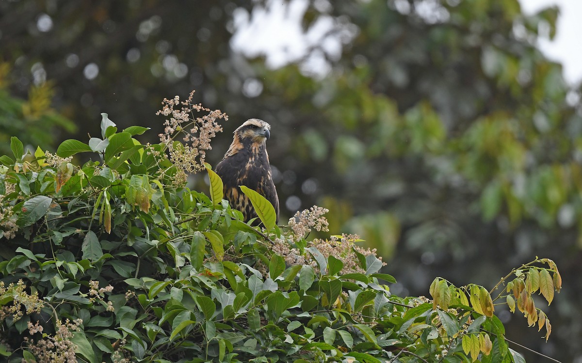 Solitary Eagle - ML611351317