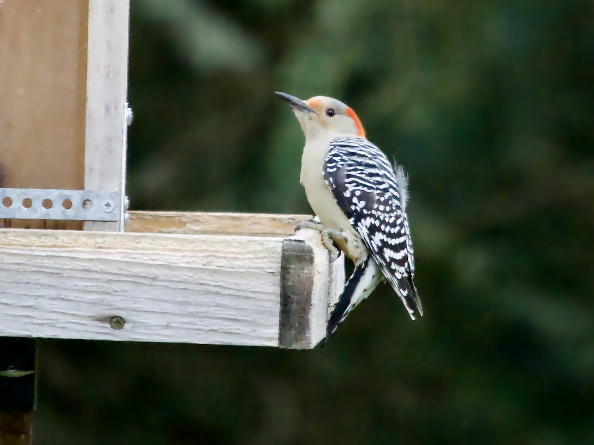 Red-bellied Woodpecker - ML611351435