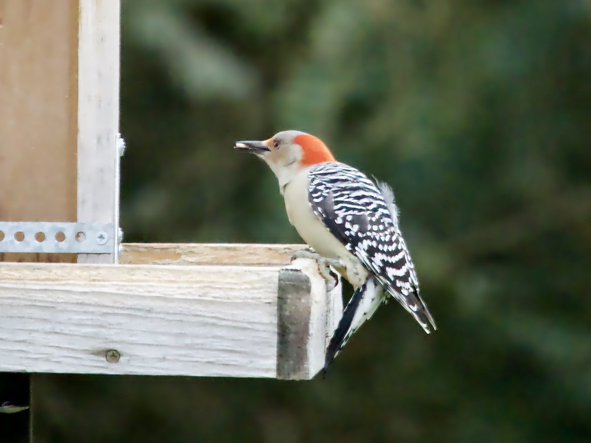 Red-bellied Woodpecker - ML611351436