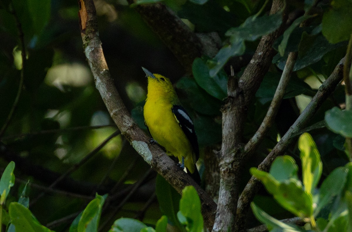 Common Iora - ML611351437