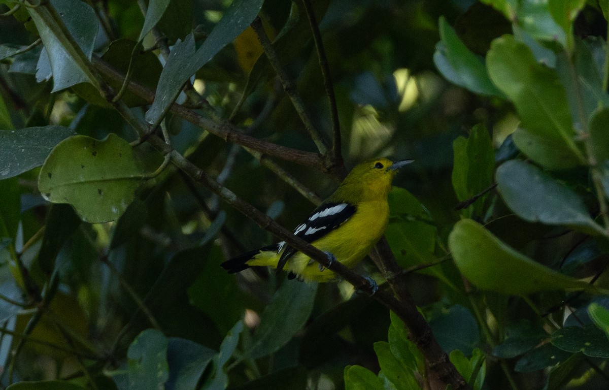 Common Iora - ML611351438