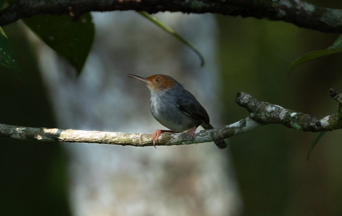 Ashy Tailorbird - ML611351463