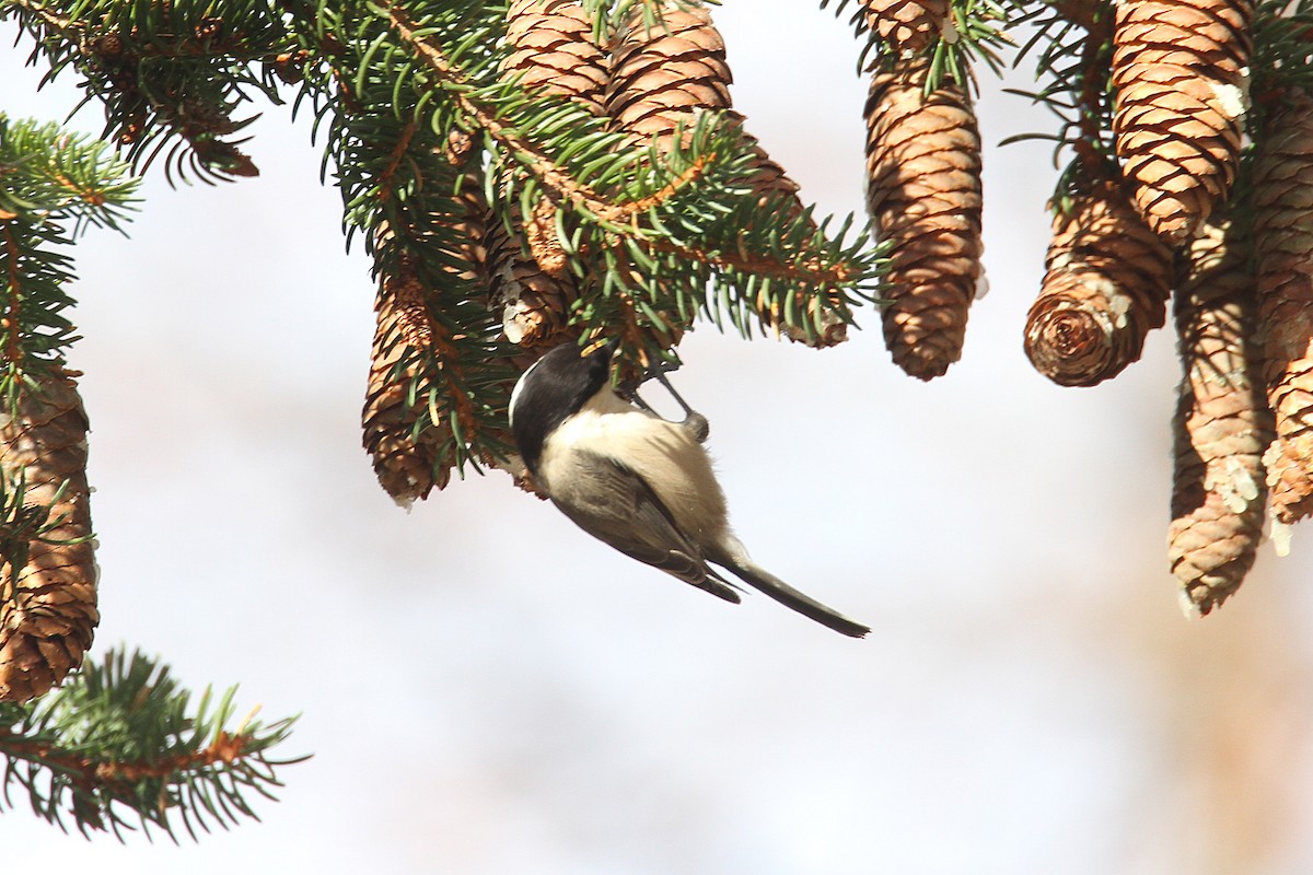 Willow Tit - ML611351466