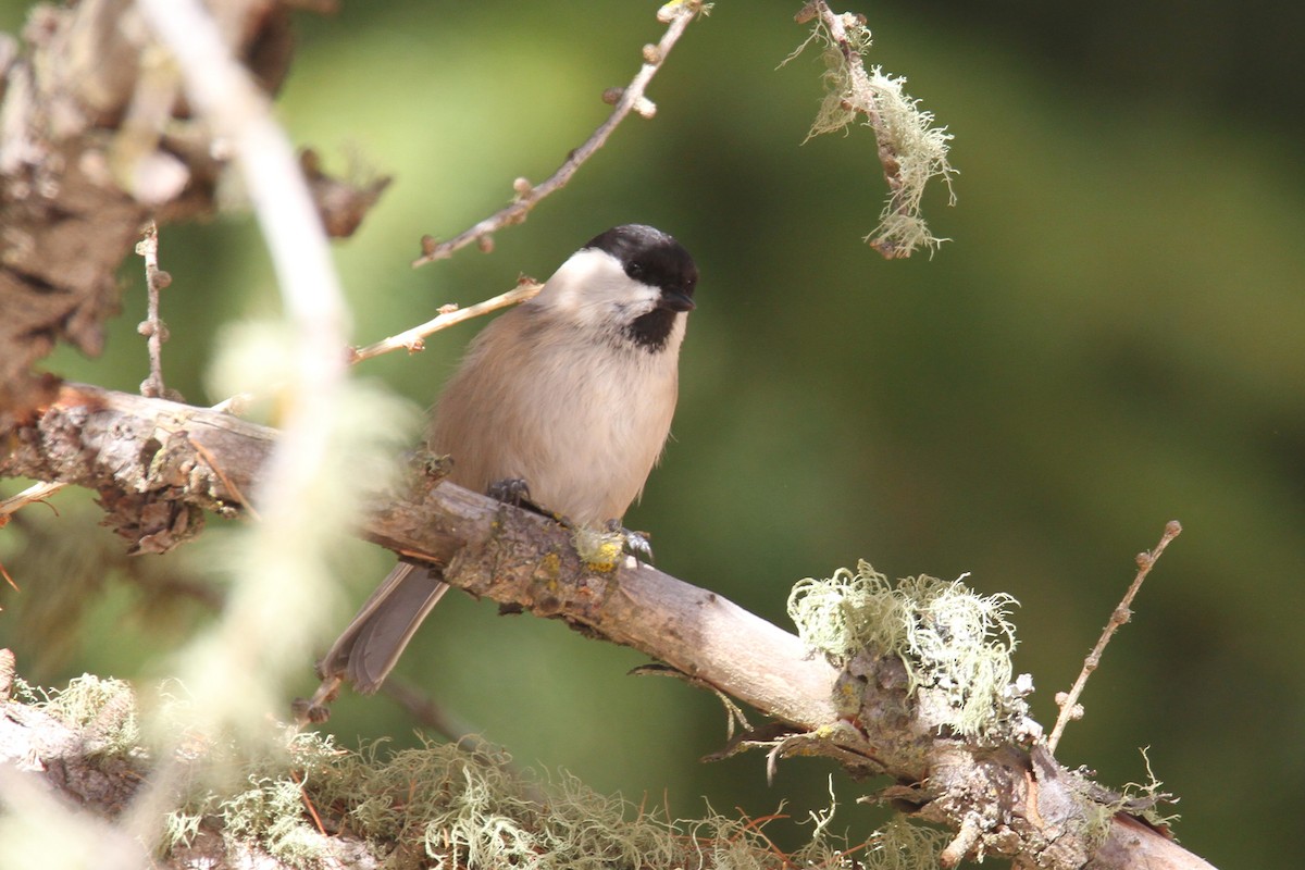 Willow Tit - ML611351467