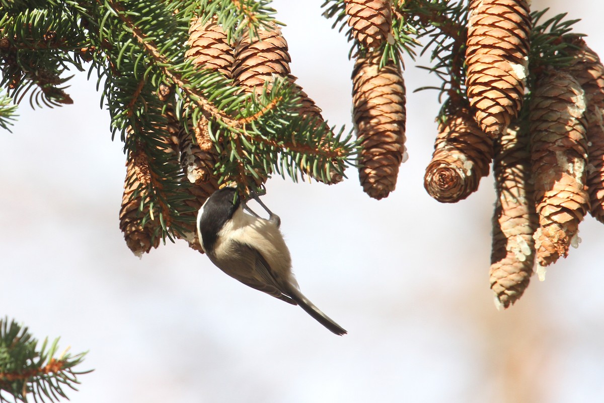 Willow Tit - ML611351468