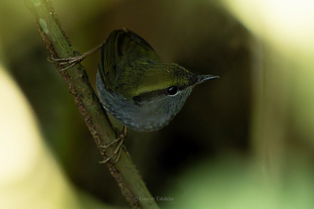 Gray-bellied Tesia - Gaurab Talukdar