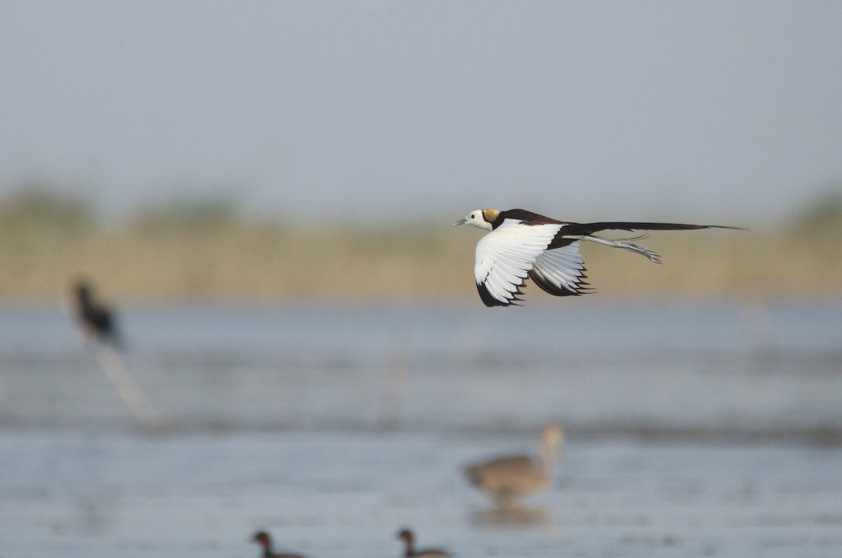 Pheasant-tailed Jacana - Vyom Vyas