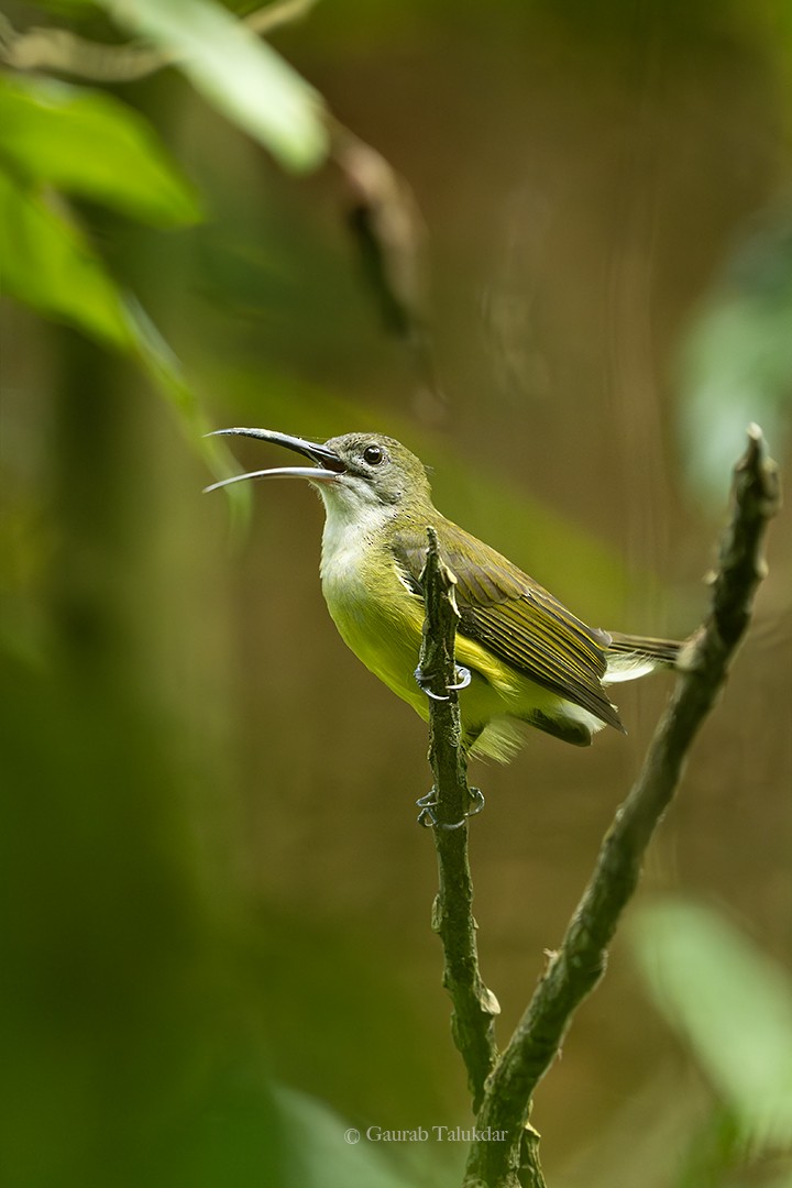 Little Spiderhunter - Gaurab Talukdar