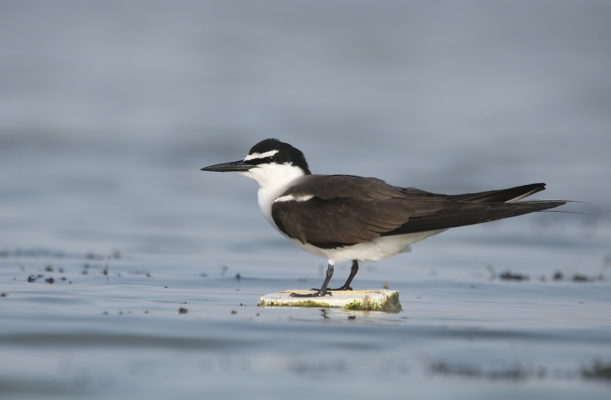 Bridled Tern - ML611351645