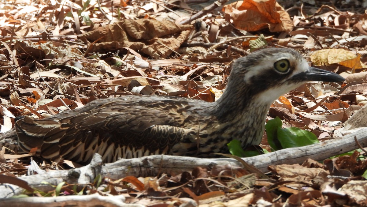 Bush Thick-knee - ML611351692