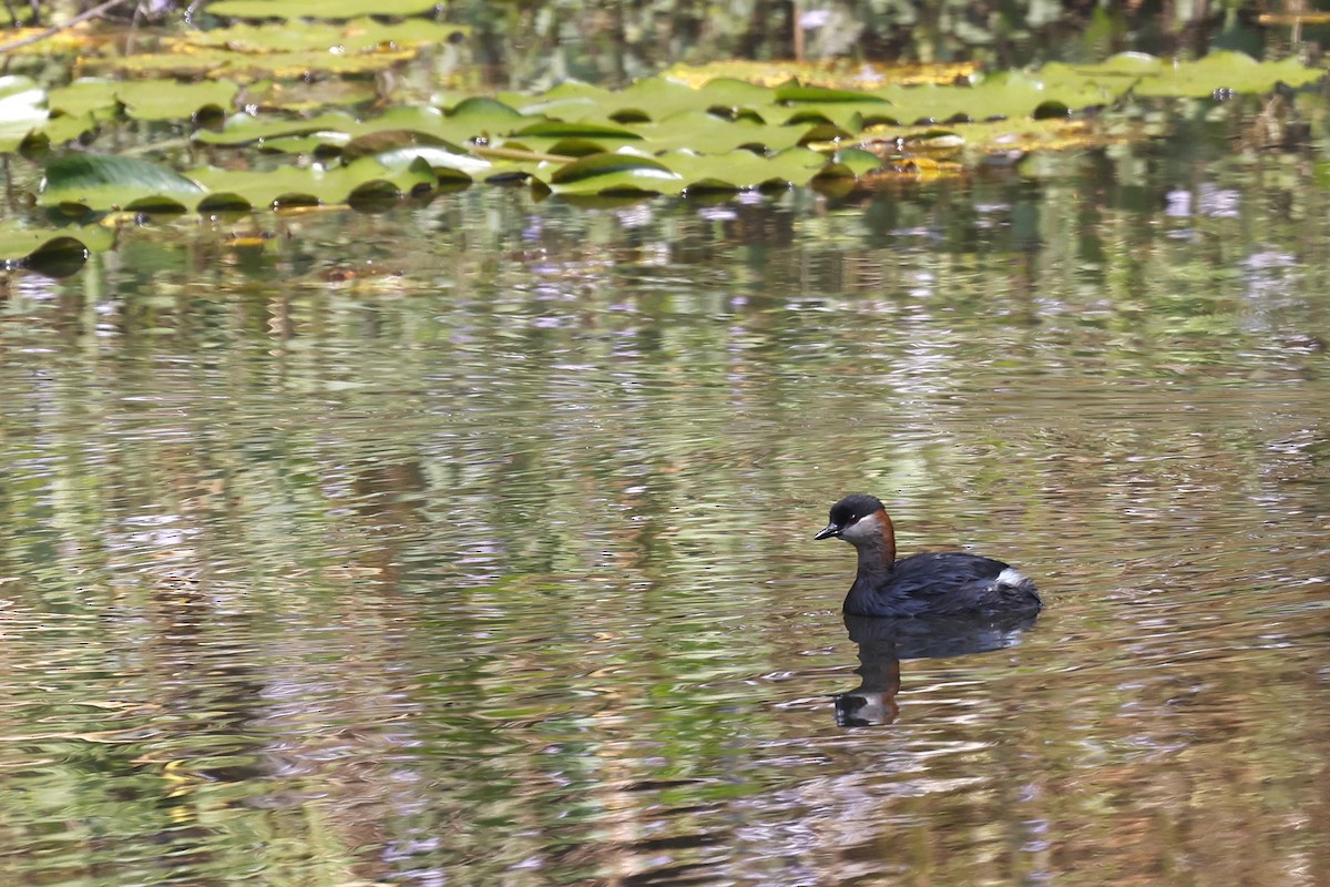 Madagascar Grebe - ML611351703