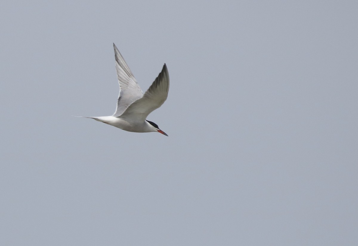 Common Tern - Vyom Vyas