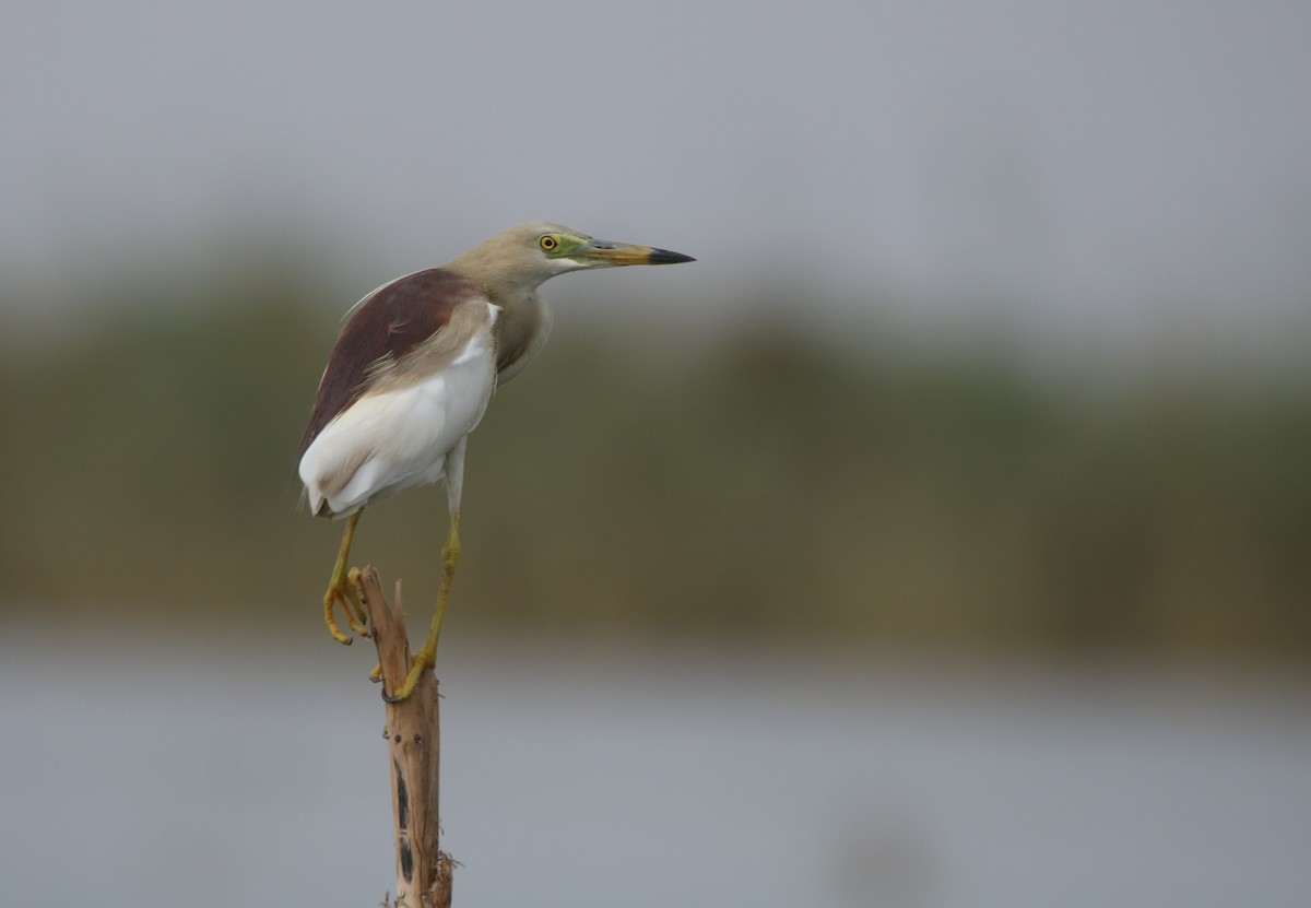 Indian Pond-Heron - Vyom Vyas