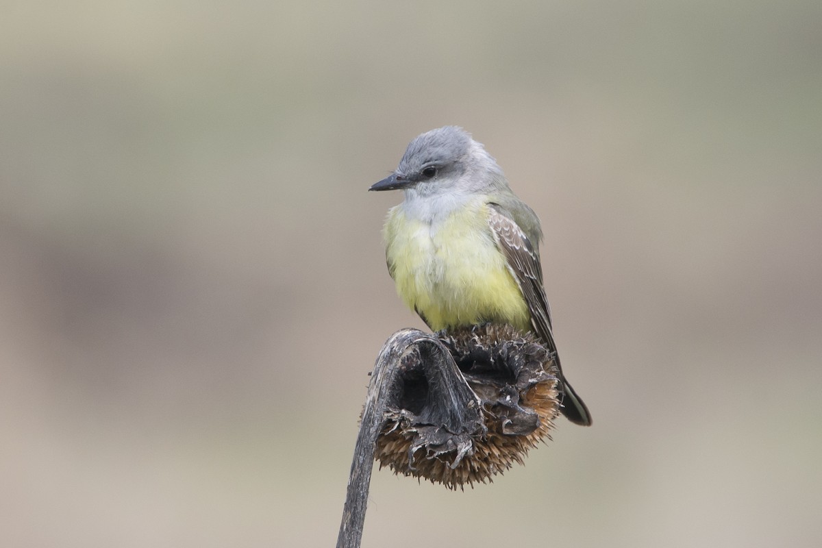 Western Kingbird - Jean-Sébastien Mayer