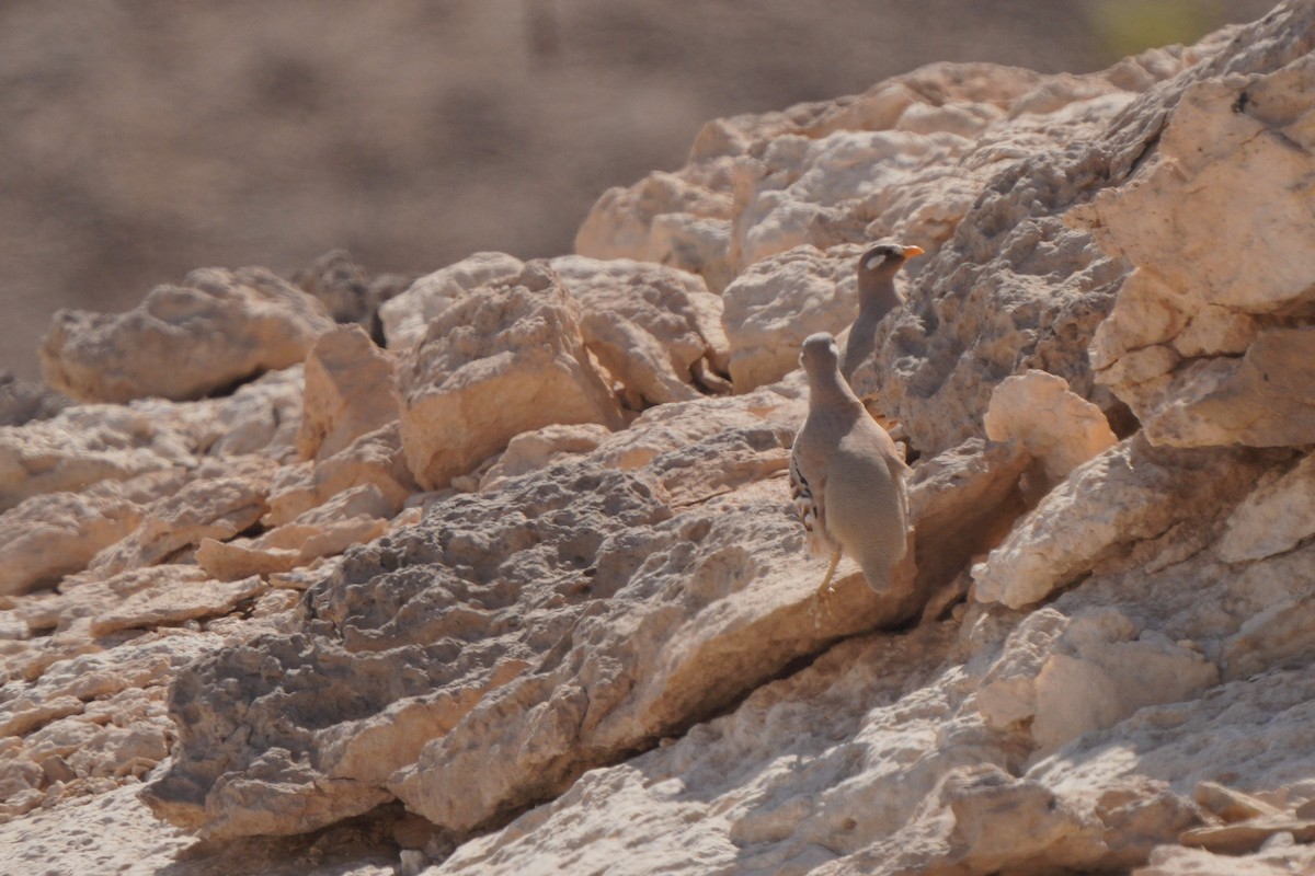 Sand Partridge - ML611351977