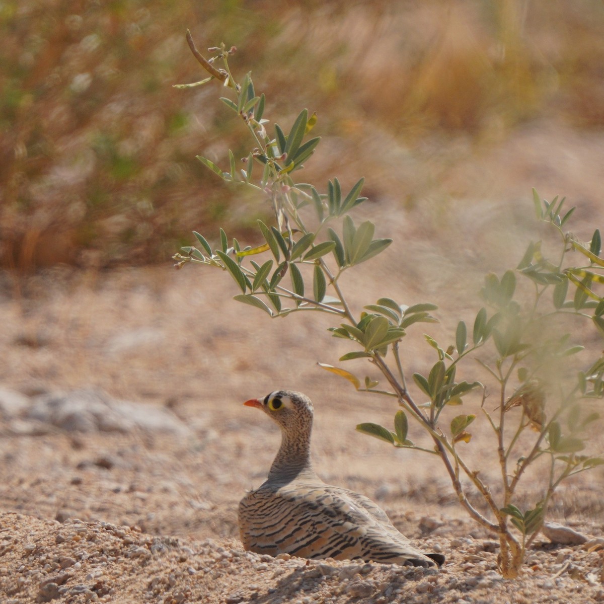 Lichtenstein's Sandgrouse - ML611351981