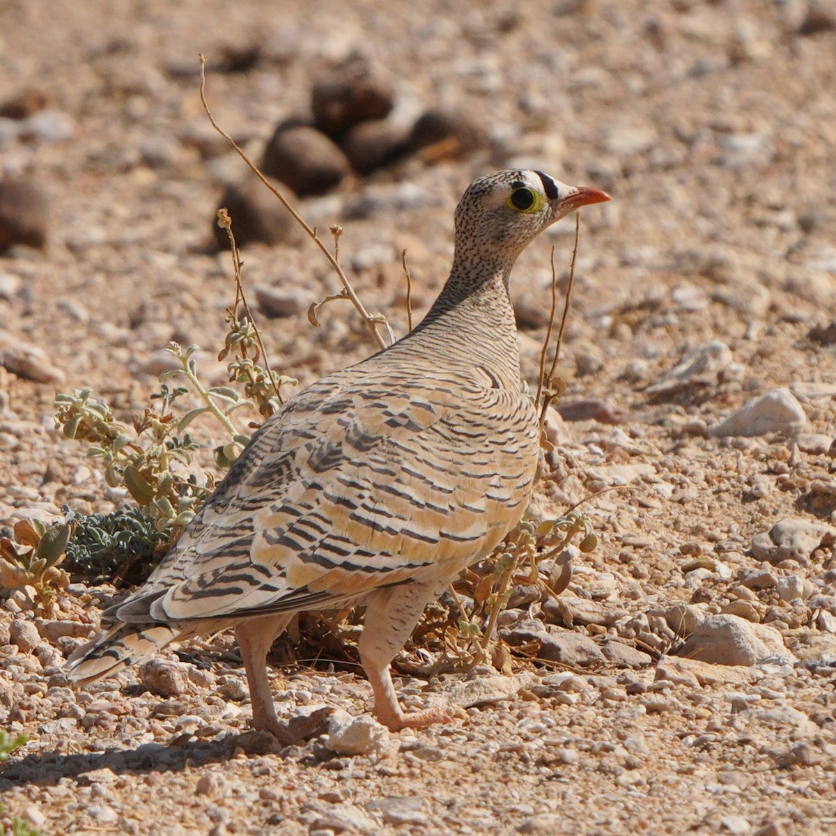 Lichtenstein's Sandgrouse - ML611351990