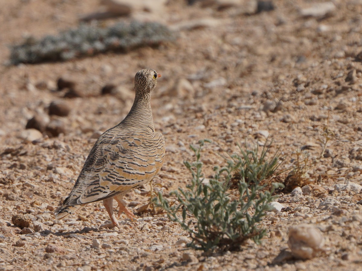 Lichtenstein's Sandgrouse - ML611351992