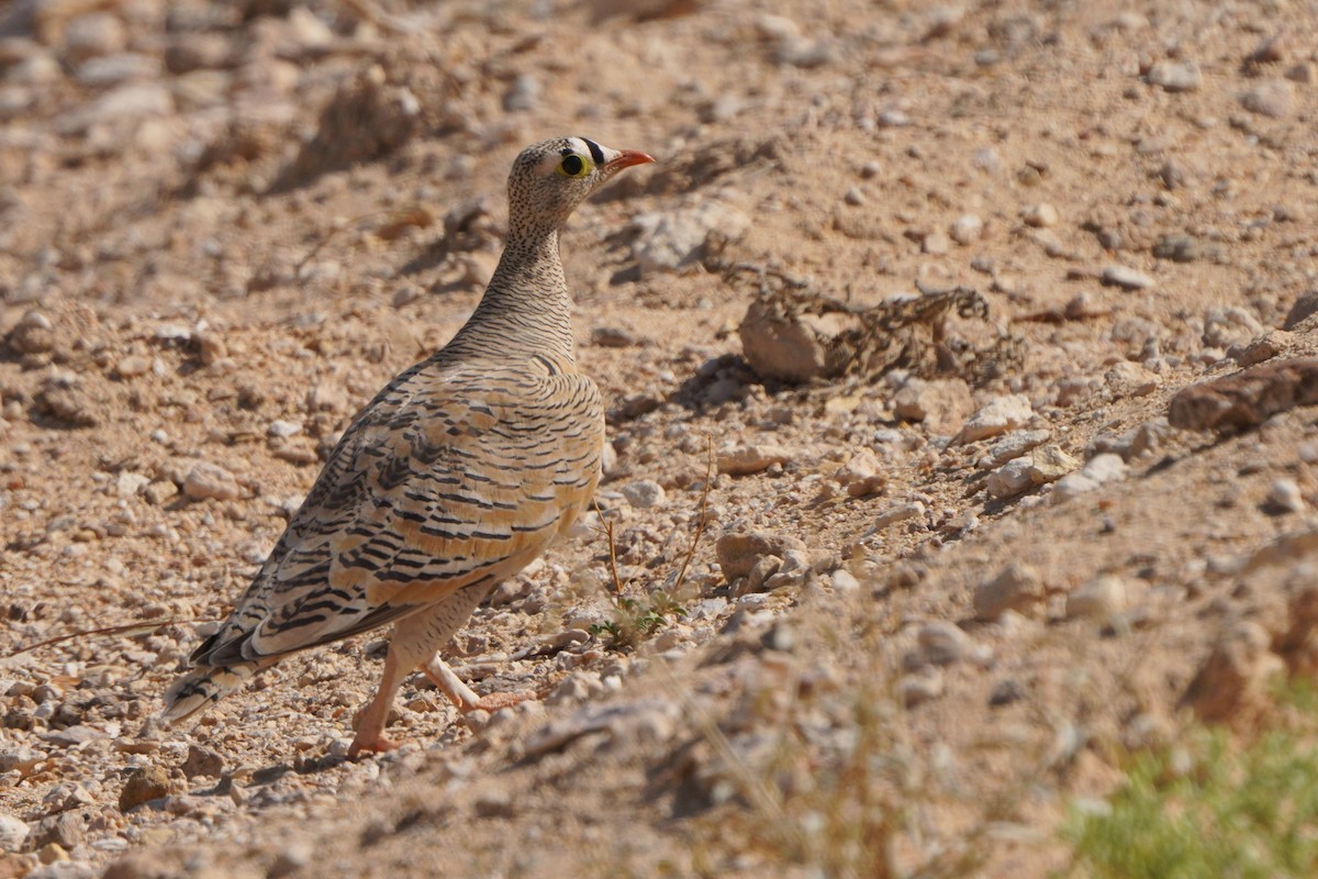 Lichtenstein's Sandgrouse - ML611351995