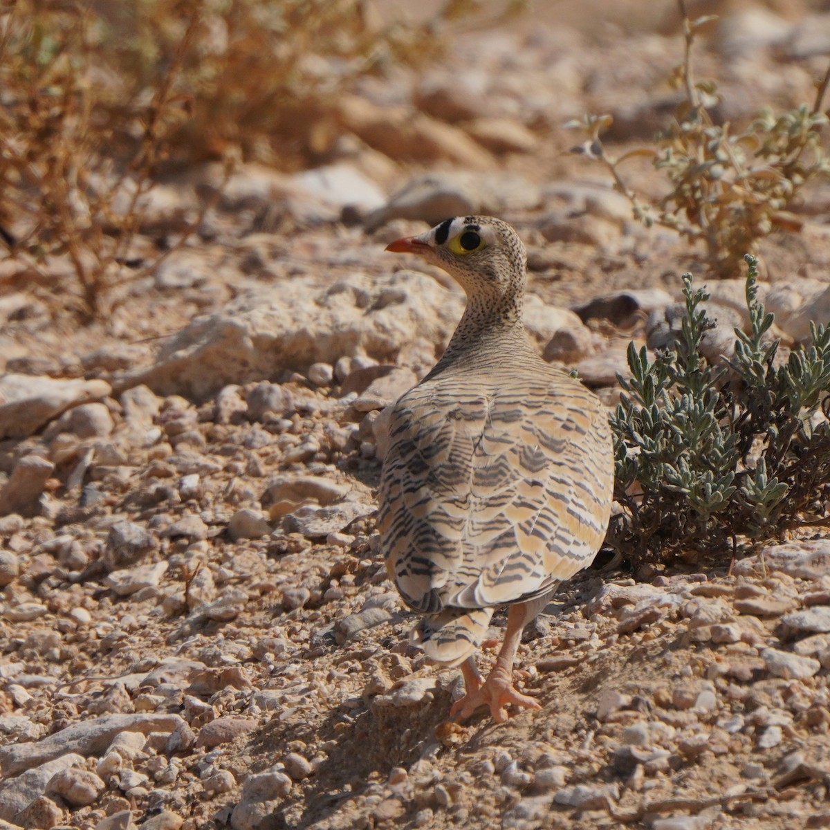 Lichtenstein's Sandgrouse - ML611351996