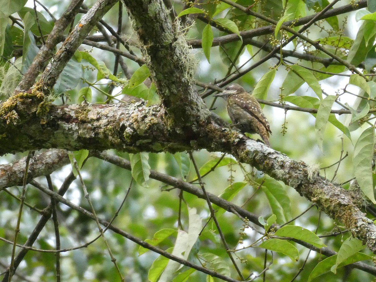 Sulawesi Pygmy Woodpecker - Gary Kane