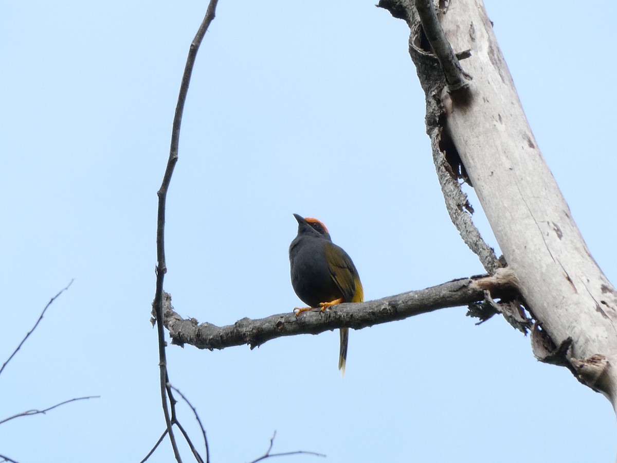 Fiery-browed Myna - Gary Kane