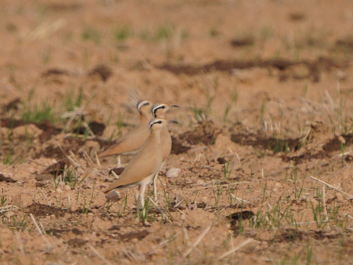 Cream-colored Courser - ML611352105