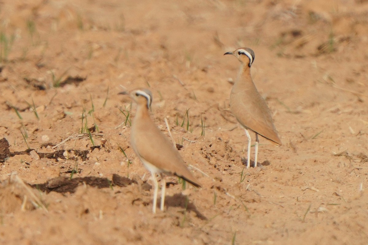 Cream-colored Courser - ML611352106