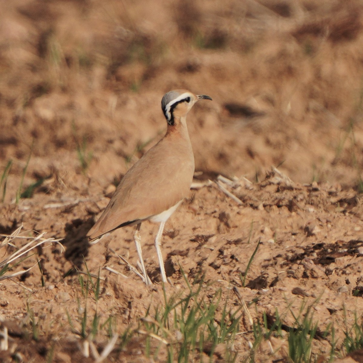 Cream-colored Courser - ML611352107