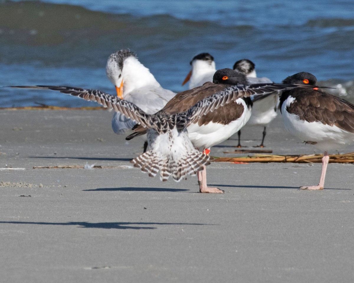 Bar-tailed Godwit (European) - ML611352124