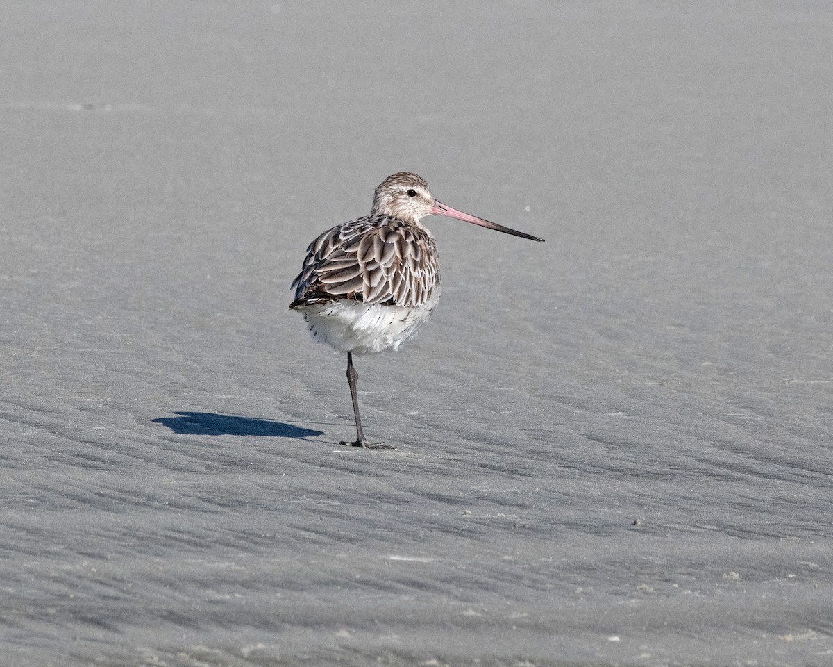 Bar-tailed Godwit (European) - ML611352125