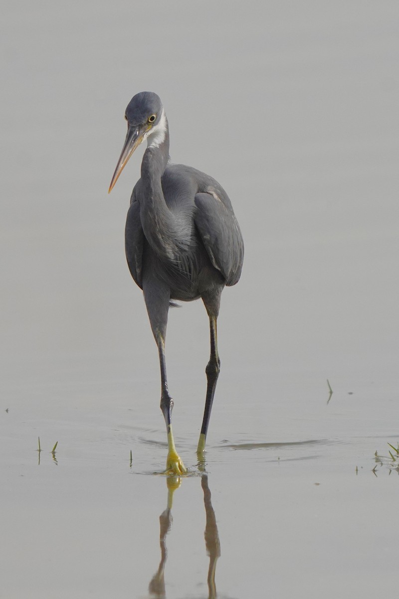 Western Reef-Heron - ML611352272