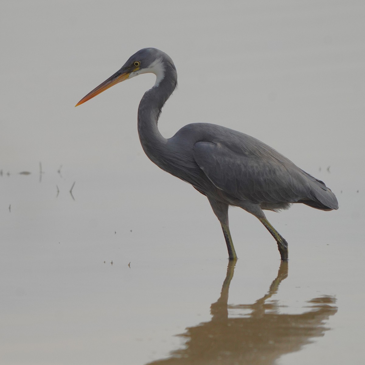 Western Reef-Heron - ML611352273