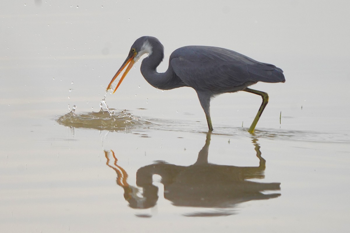 Western Reef-Heron - ML611352274