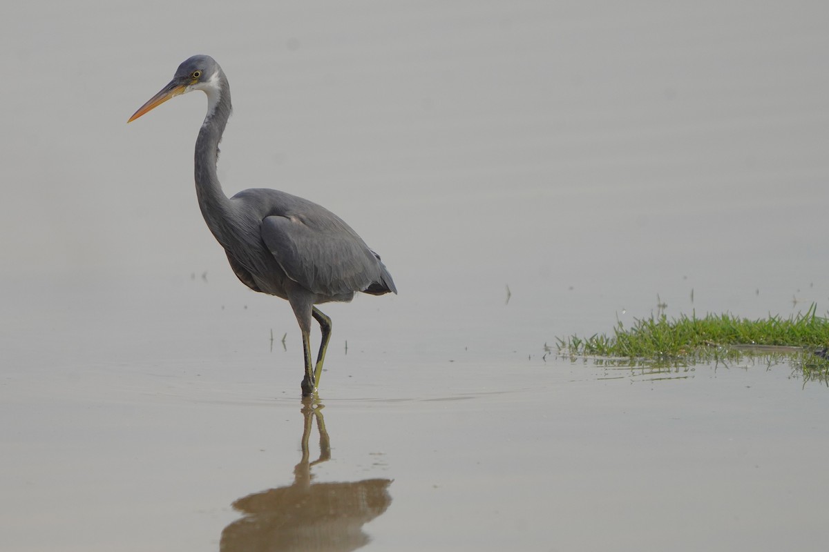 Western Reef-Heron - ML611352275