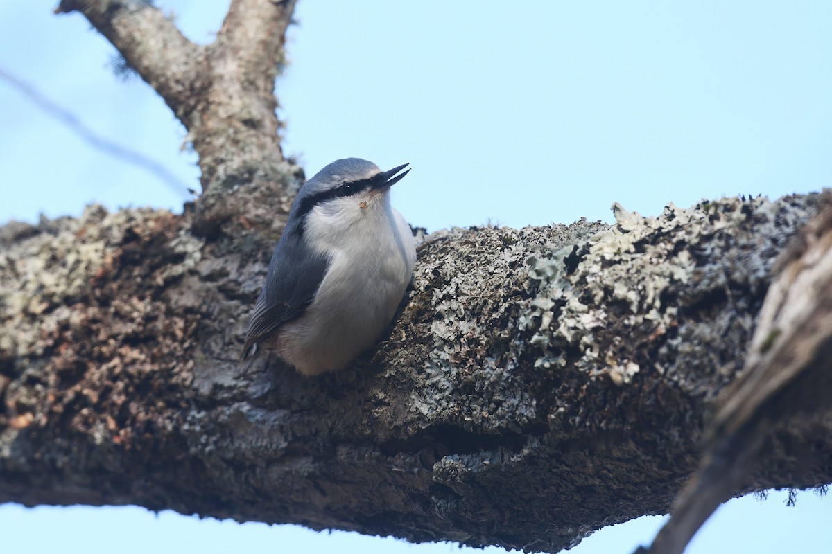 Eurasian Nuthatch - ML611352308