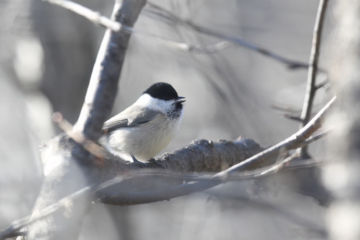 Marsh Tit - ML611352328