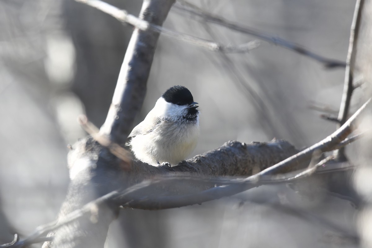 Mésange nonnette - ML611352329