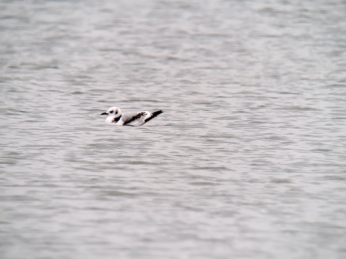 Black-legged Kittiwake - ML611352345