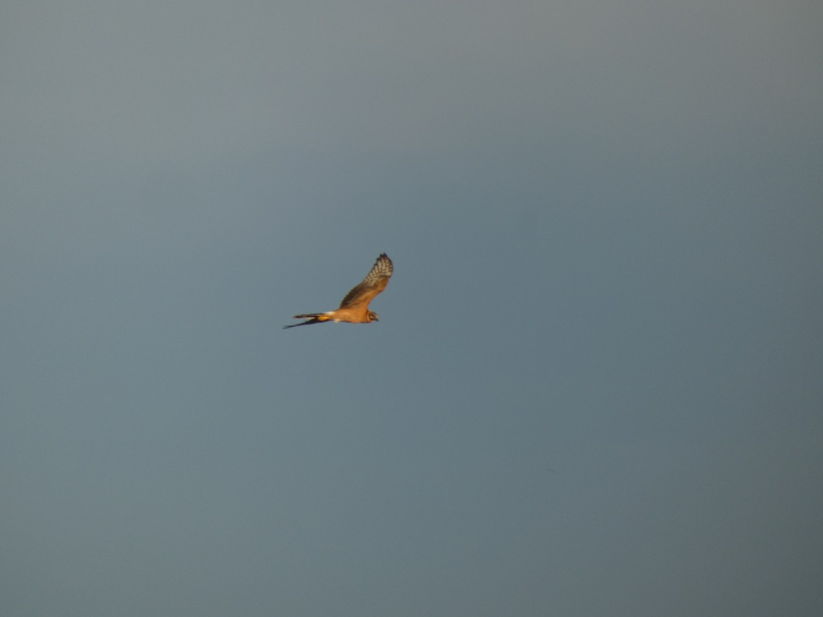 Pallid Harrier - Xavi Andrés-Loire