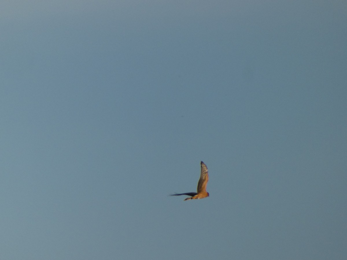 Pallid Harrier - ML611352402