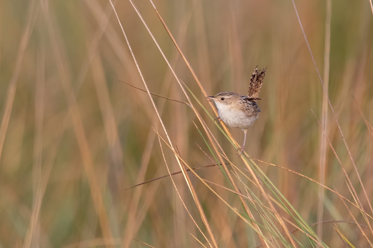 Grass Wren - ML611352492