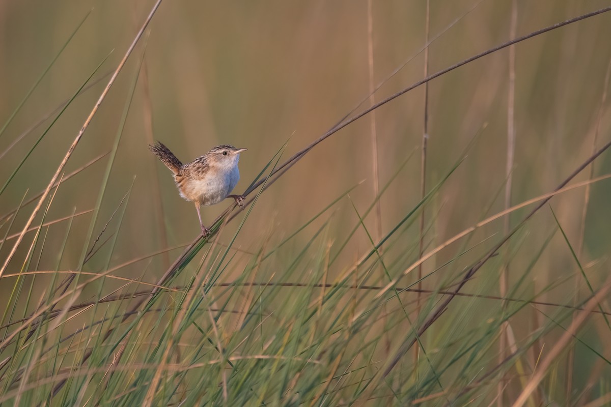 Grass Wren - ML611352493