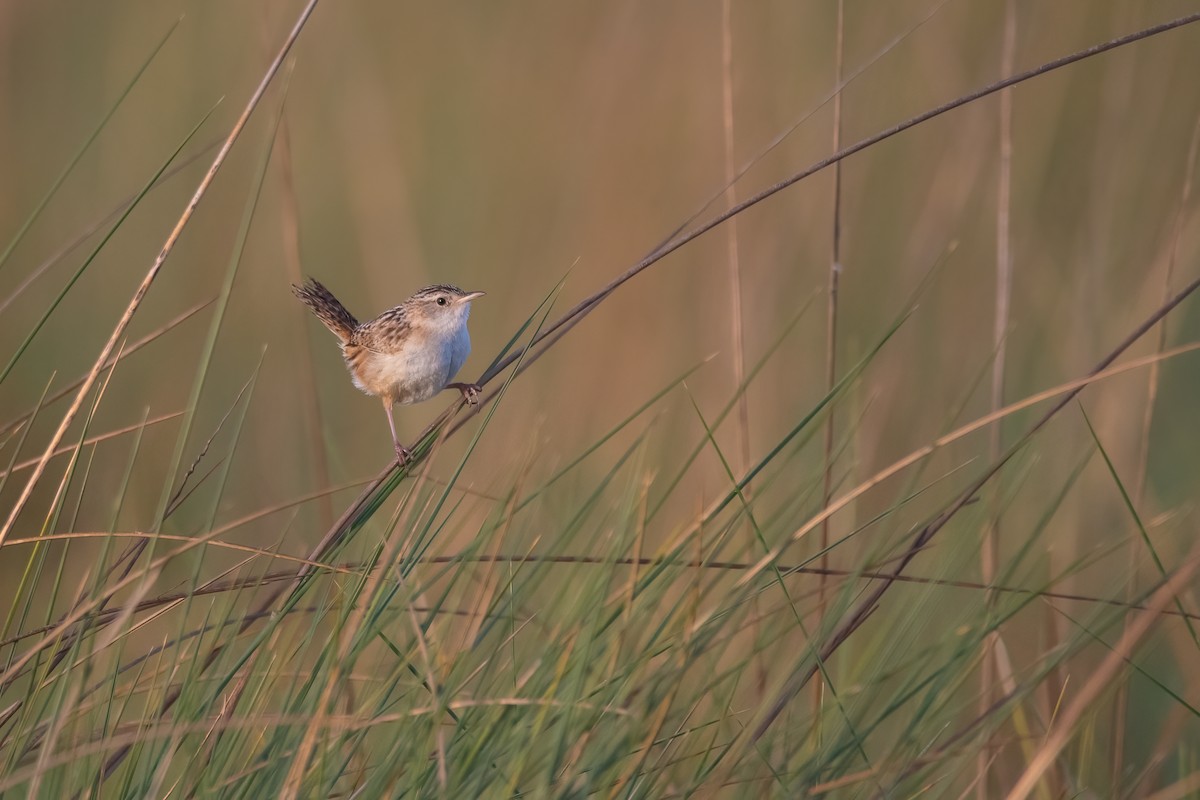 Grass Wren - Pablo Re